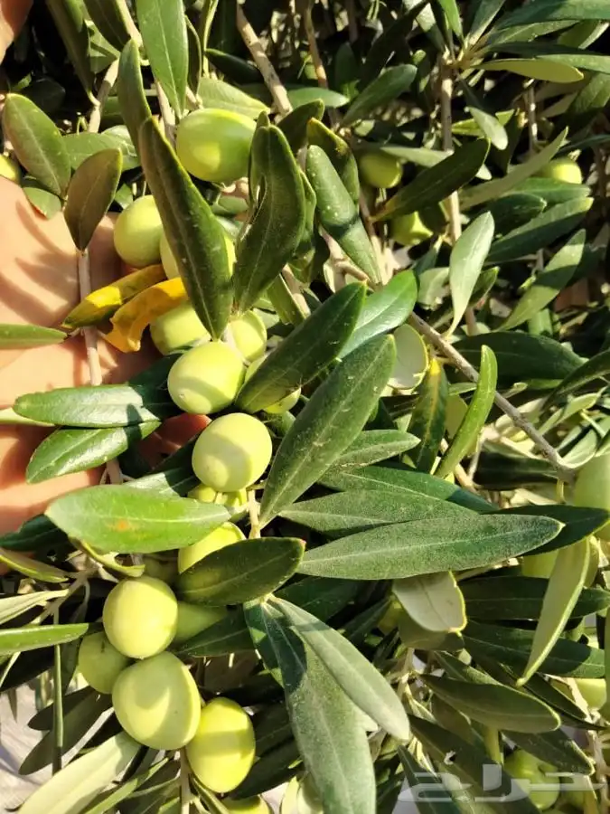 زيت زيتون بكر ممتاز 3