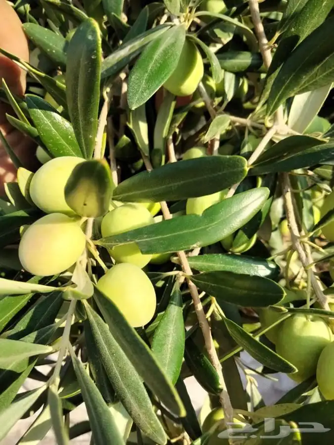 زيت زيتون بكر ممتاز 4