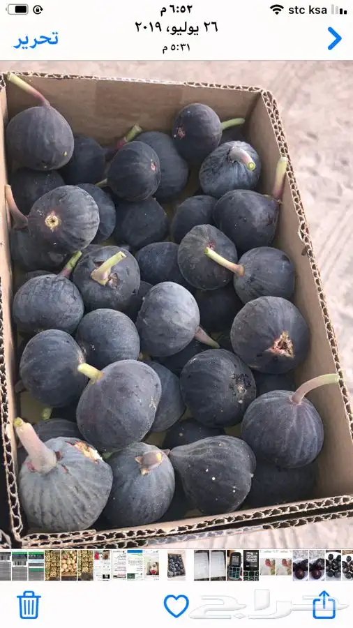 شتلات بلدي منتجه 20