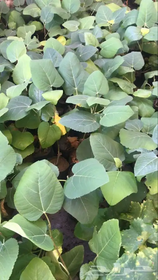 شتلات بلدي منتجه 16