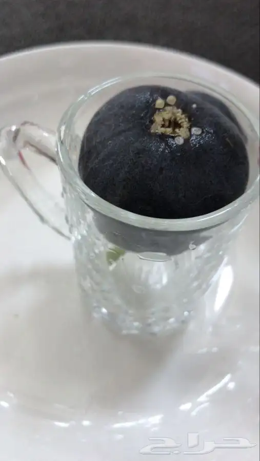 شتلات بلدي منتجه 19