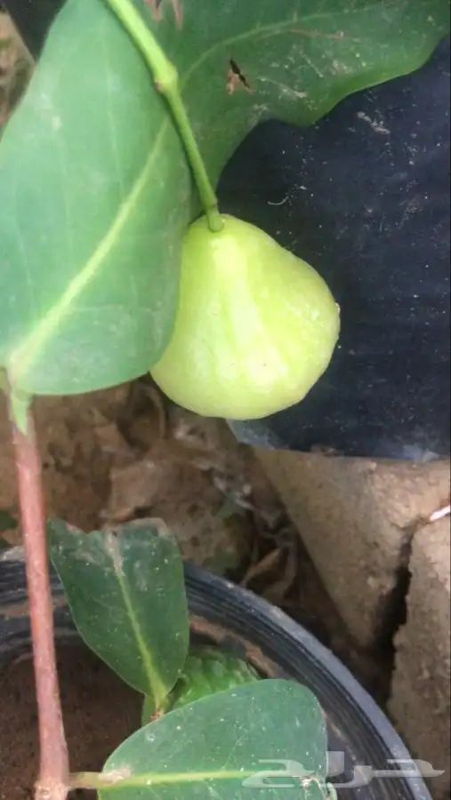 شتلات بلدي منتجه 17