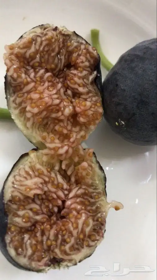 شتلات بلدي منتجه 18