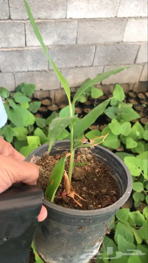 شتلات بلدي منتجه 22