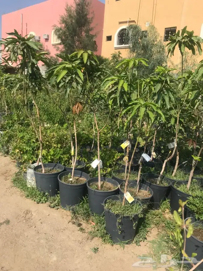 شتلات بلدي منتجه 3