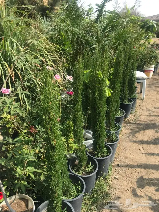 شتلات بلدي منتجه 1