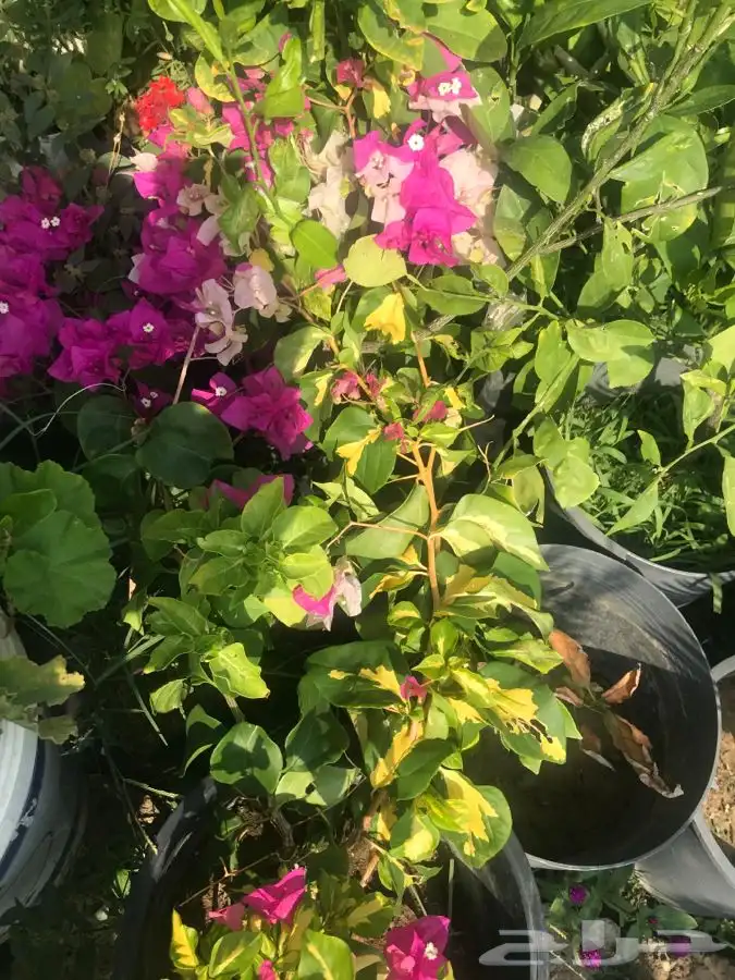 شتلات بلدي منتجه 7