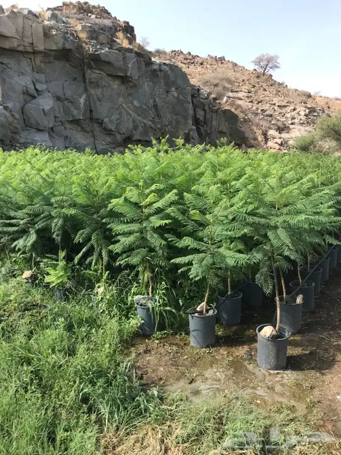 شتلات بلدي منتجه 14