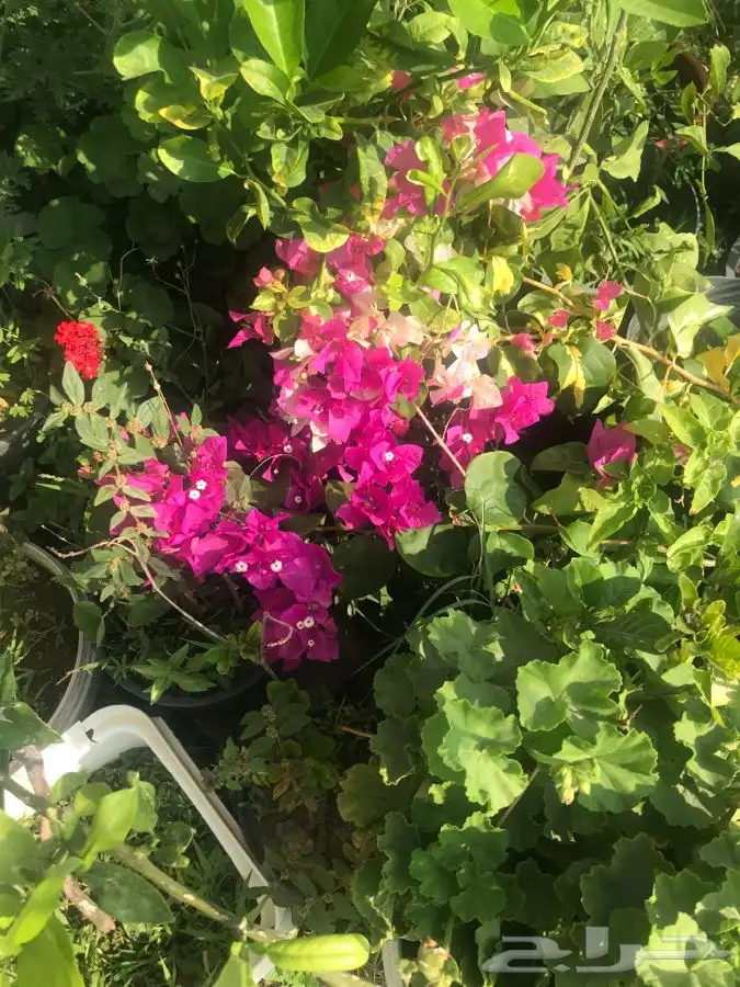 شتلات بلدي منتجه 8