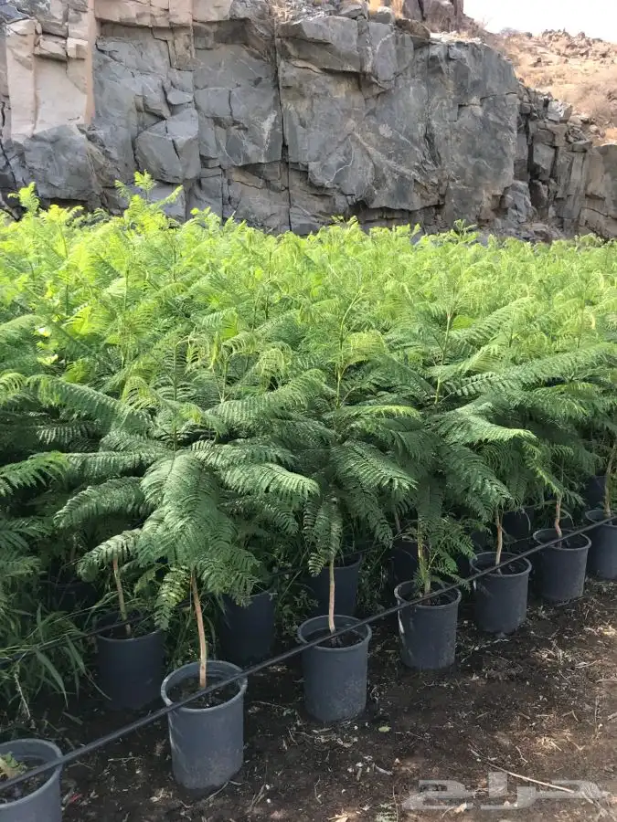 شتلات بلدي منتجه 13