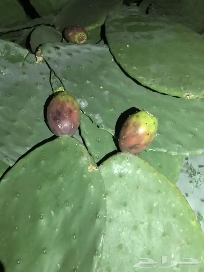 شتلات بلدي منتجه 11