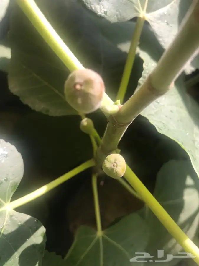 شتلات بلدي منتجه 9