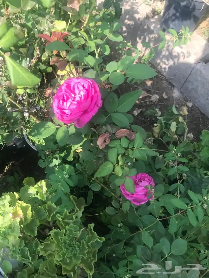 شتلات بلدي منتجه 6