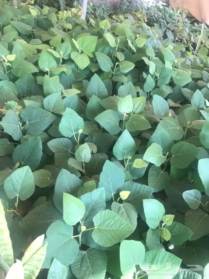 شتلات بلدي منتجه 10