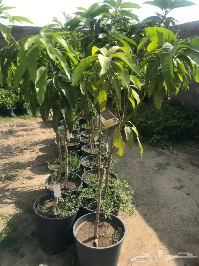 شتلات بلدي منتجه 2