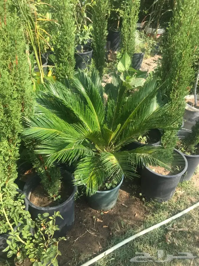 شتلات بلدي منتجه 5