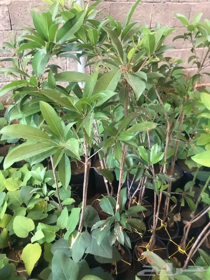 شتلات بلدي منتجه 4