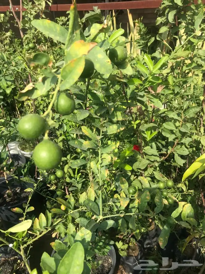 شتلات بلدي منتجه 0