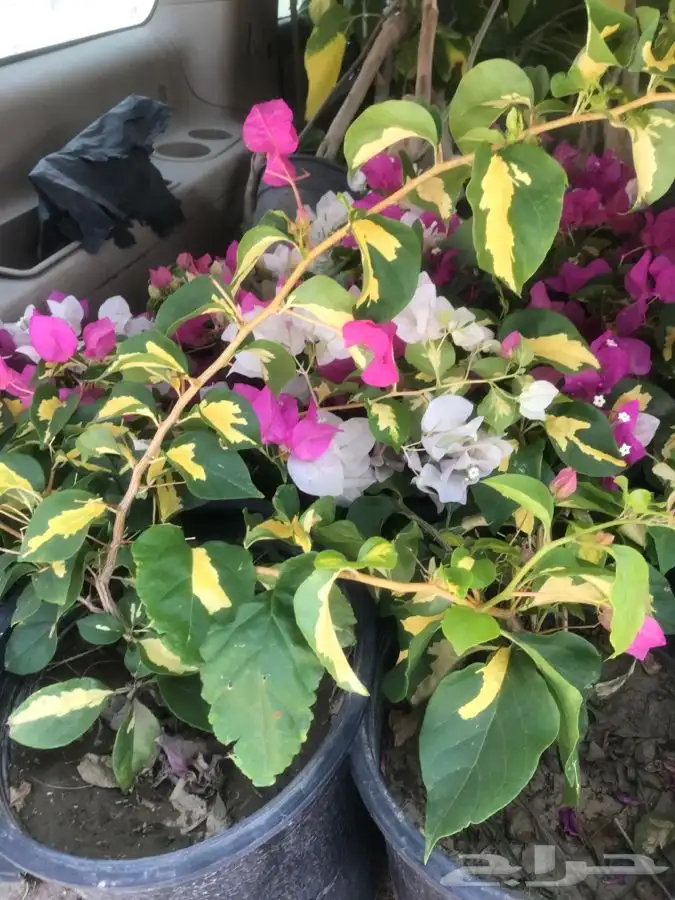 شتلات بلدي منتجه 12