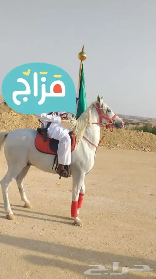 خيول وجمال وسيسي للإيجار  5
