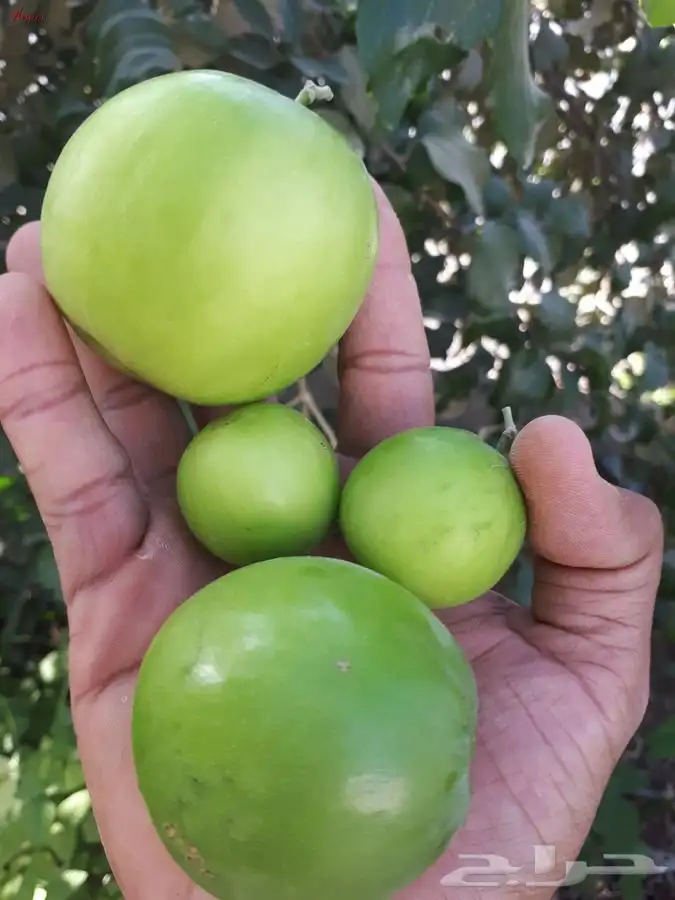 شجرة السدر صيني 5