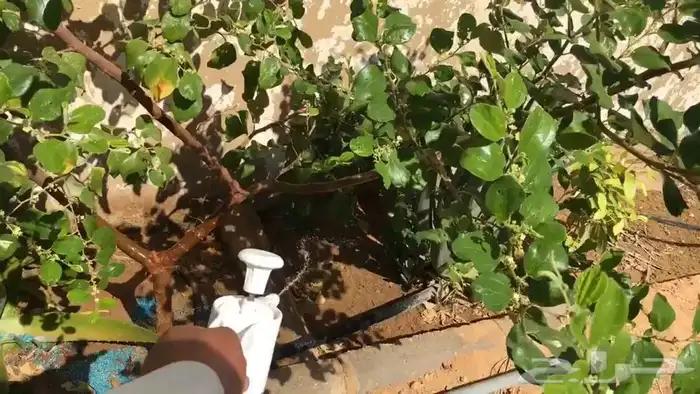 شجرة السدر صيني 2