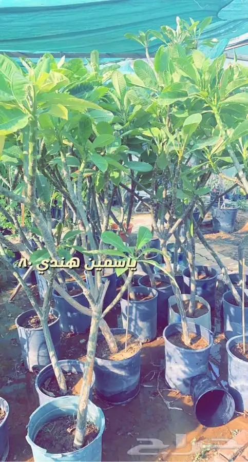 شتلات مزهره ومثمر ه. مخفضه 9