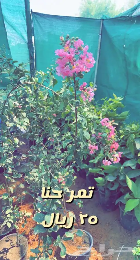 شتلات مزهره ومثمر ه. مخفضه 2