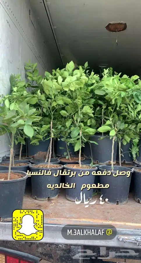 شتلات مزهره ومثمر ه. مخفضه 6