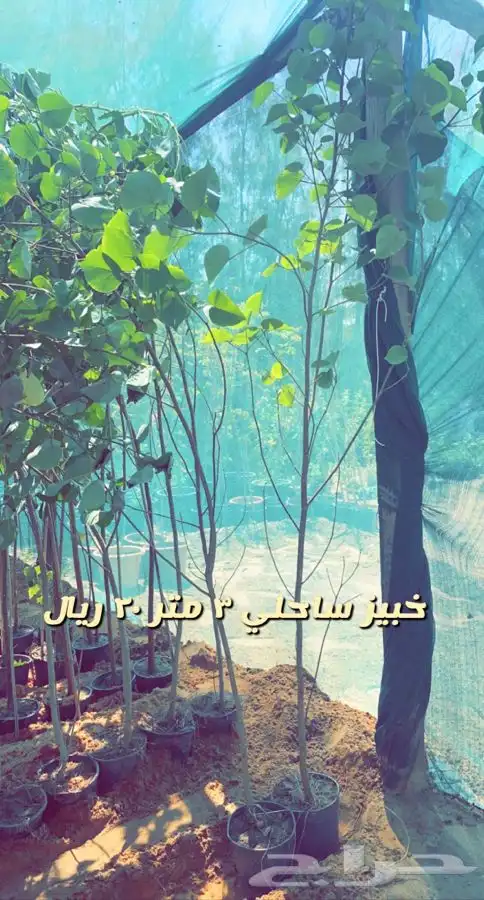 شتلات مزهره ومثمر ه. مخفضه 0
