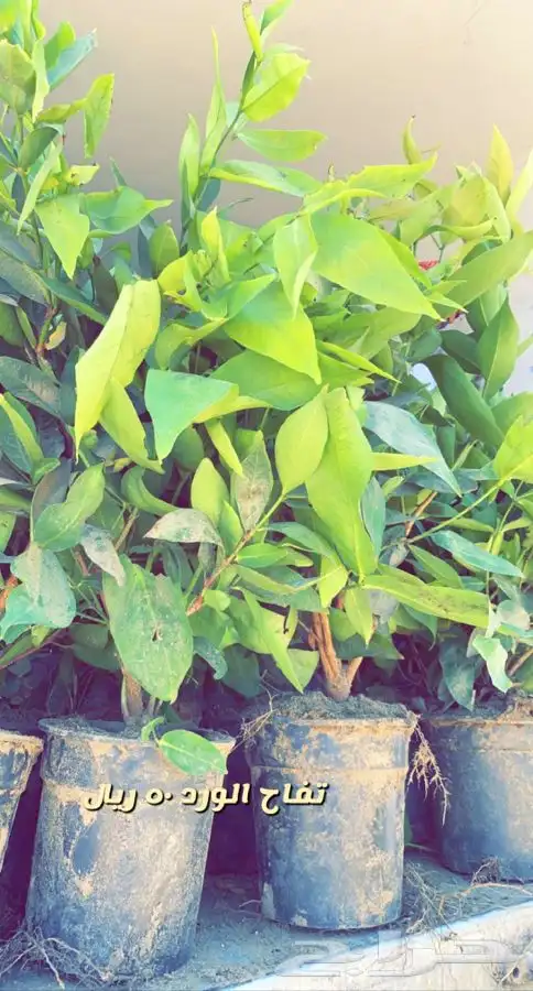 شتلات مزهره ومثمر ه. مخفضه 3