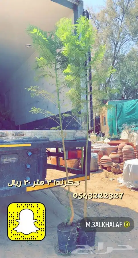 شتلات مزهره ومثمر ه. مخفضه 1