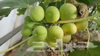 تين جاسم 1