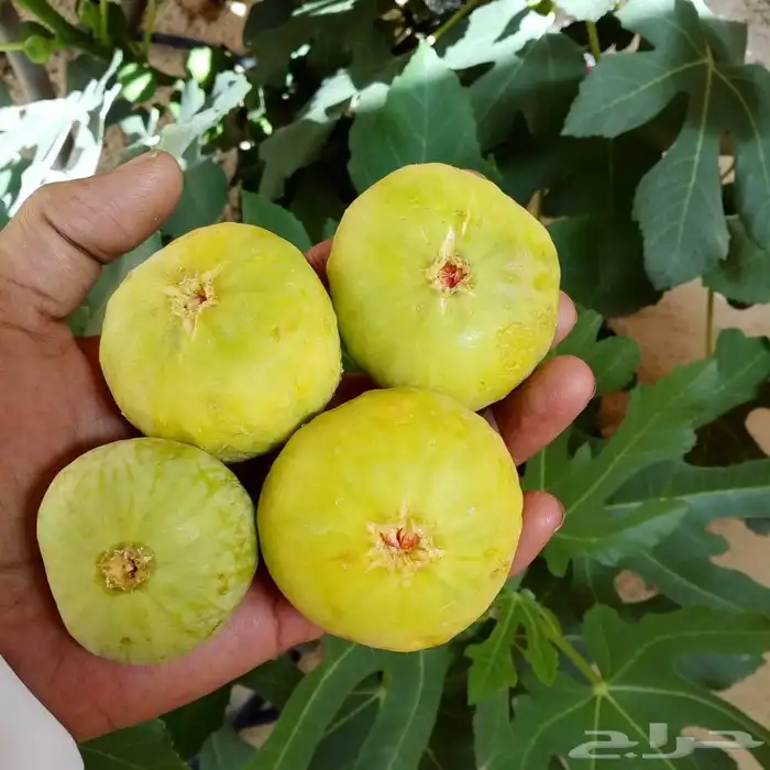 تين جاسم 2