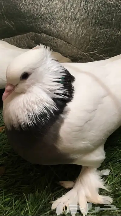 حمام ايراني 8