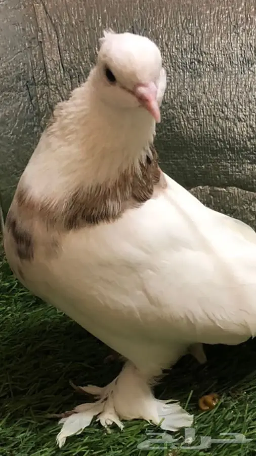 حمام ايراني 9