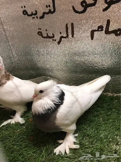 حمام ايراني 6