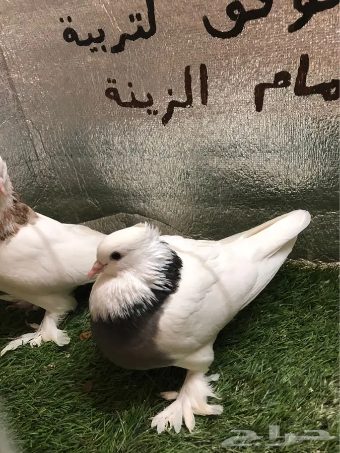 حمام ايراني 6