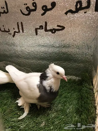 حمام ايراني 2