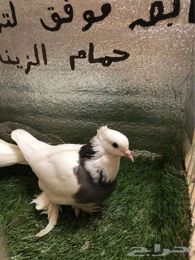 حمام ايراني 2