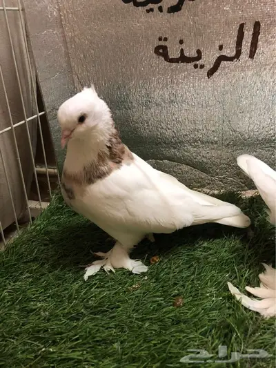 حمام ايراني 7