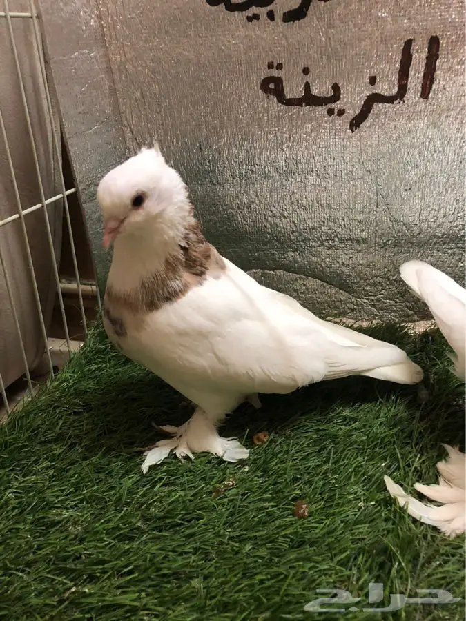 حمام ايراني 7