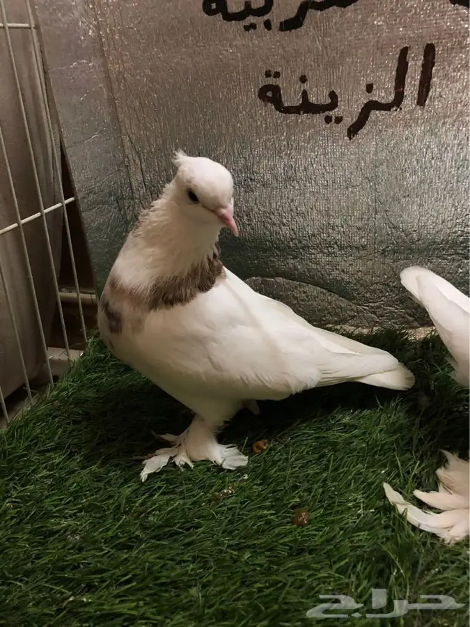حمام ايراني 5