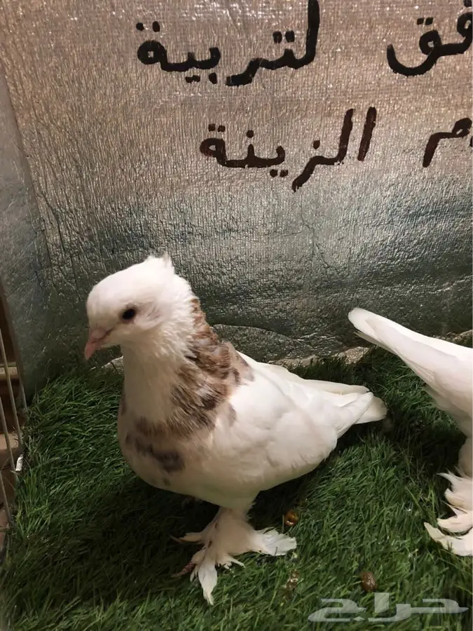 حمام ايراني 1