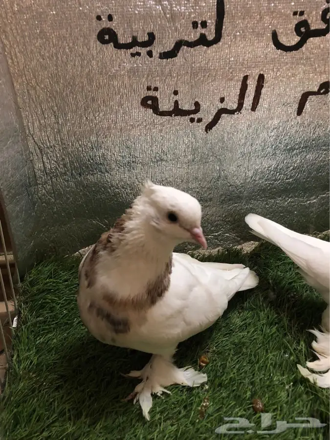حمام ايراني 3