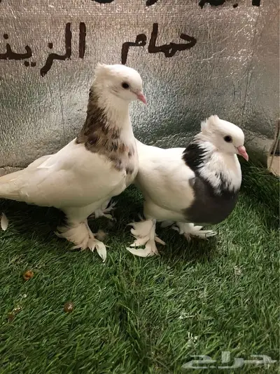 حمام ايراني 0