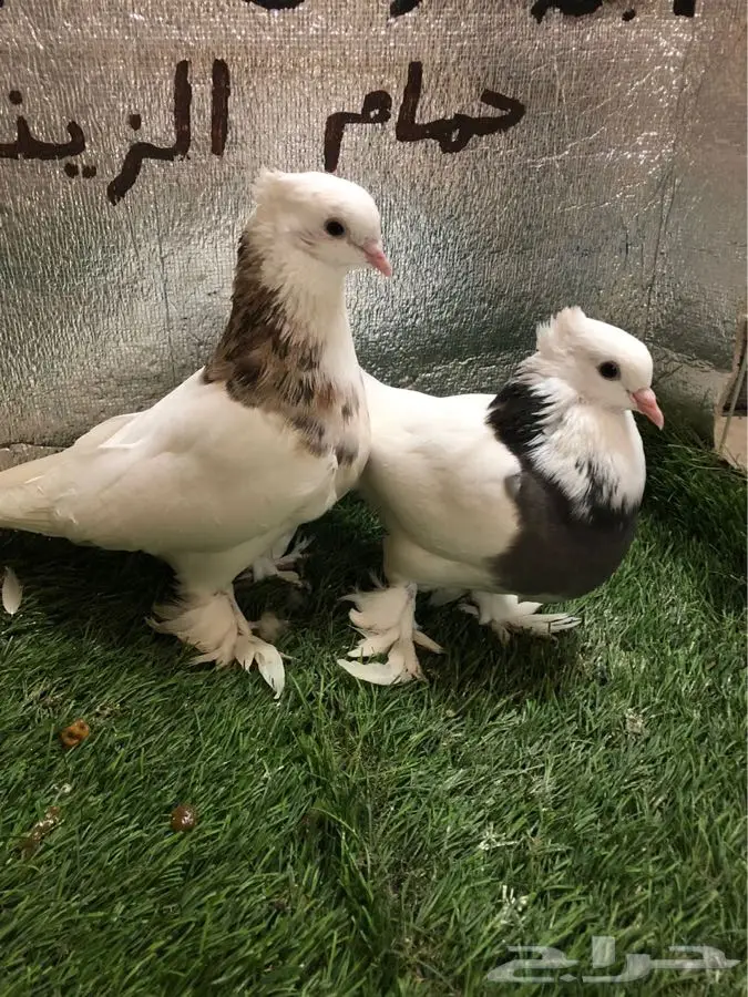 حمام ايراني 0