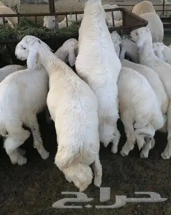 ذبايح ابو عزام خرفان وتيوس خميس مشيط وابها 0