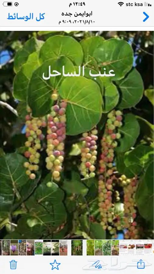 شتلات بلدي منتجه 20