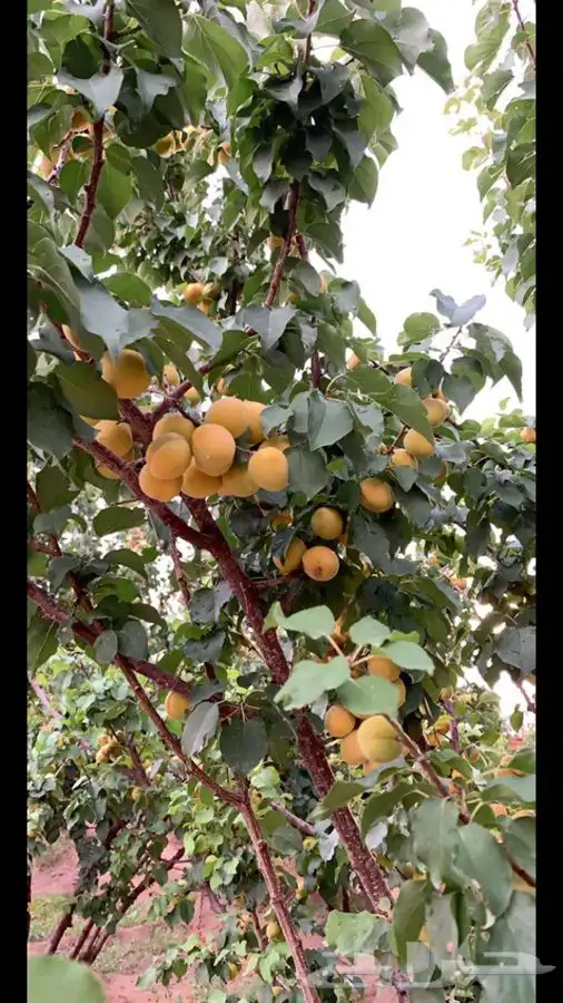 شتلات بلدي منتجه 4